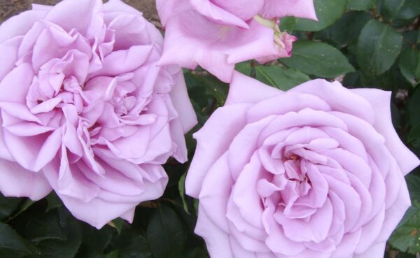 Twice in a Blue Moon Standard Rose Tree Budded at 100cm - Image 2