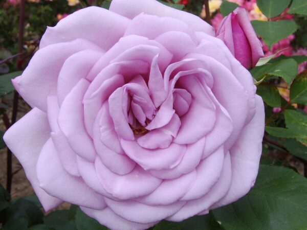 Twice in a Blue Moon Standard Rose Tree Budded at 100cm - Image 3