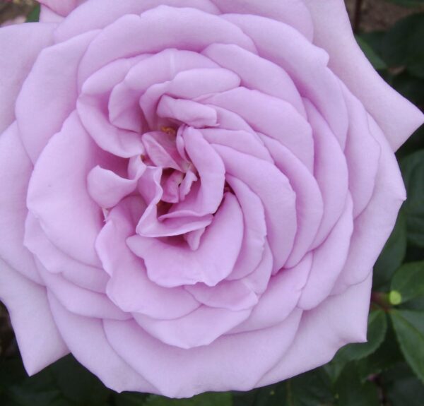 Twice in a Blue Moon Standard Rose Tree Budded at 100cm
