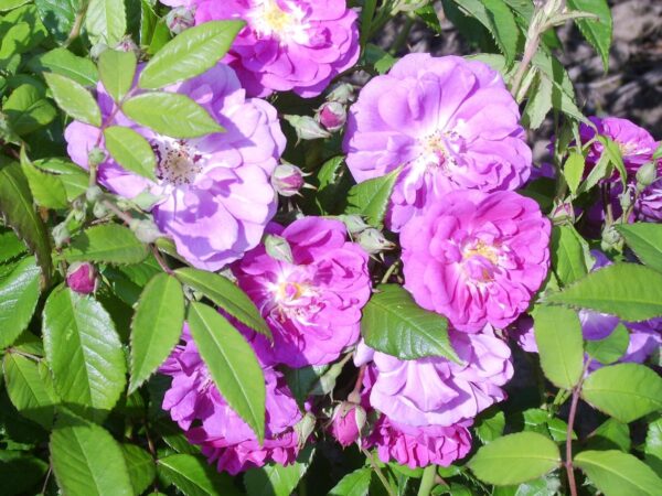 Veilchenblau