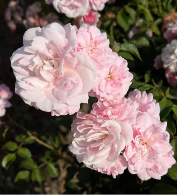Bonica Standard Rose Tree Budded at 80cm - Image 2