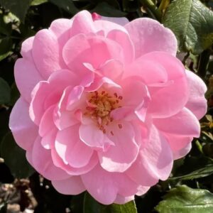 Bonica Standard Rose Tree Budded at 80cm