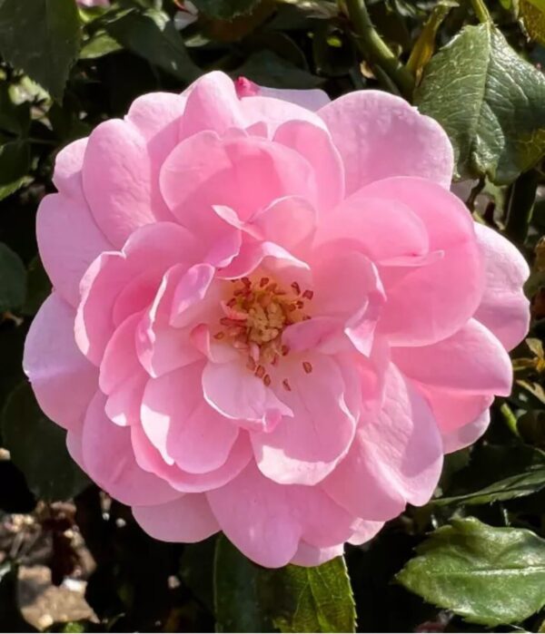Bonica Standard Rose Tree Budded at 80cm