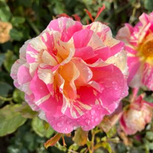 Claude Monet Standard Rose Tree Budded at 100cm