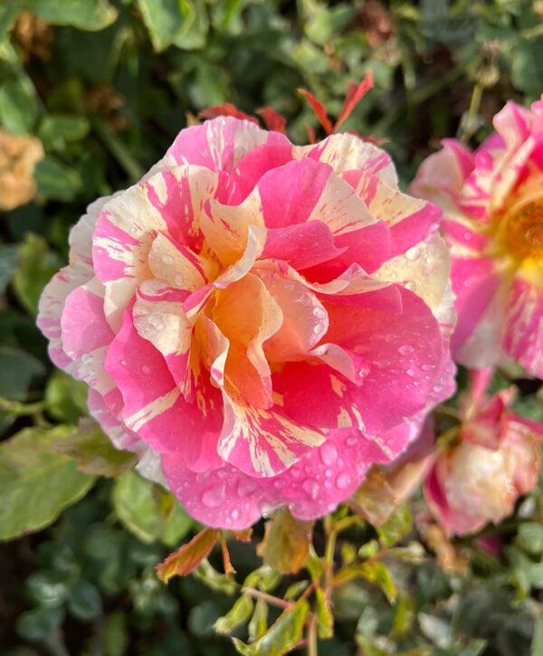 Claude Monet Standard Rose Tree Budded at 100cm - Image 3