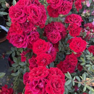 Crimson Sweet Dreams Standard Rose Tree Budded at 80cm
