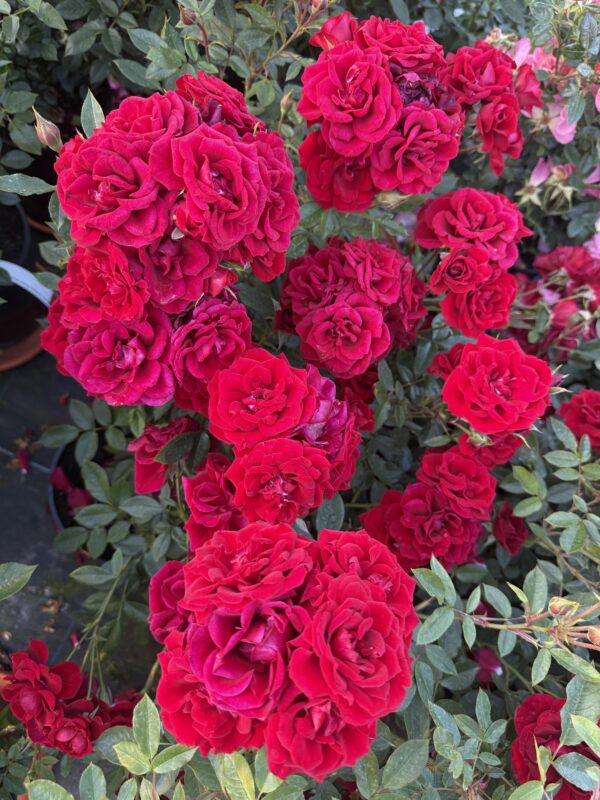Crimson Sweet Dreams Standard Rose Tree Budded at 80cm
