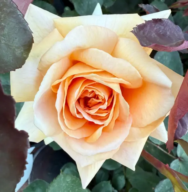 David's Rose