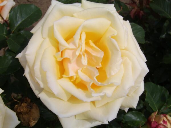 Diamond Jubilee - Image 2