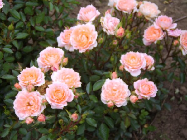 Flower Power Standard Rose Tree Budded at 80cm - Image 2