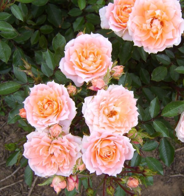 Flower Power Standard Rose Tree Budded at 80cm - Image 3