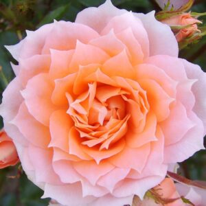 Flower Power Standard Rose Tree Budded at 80cm