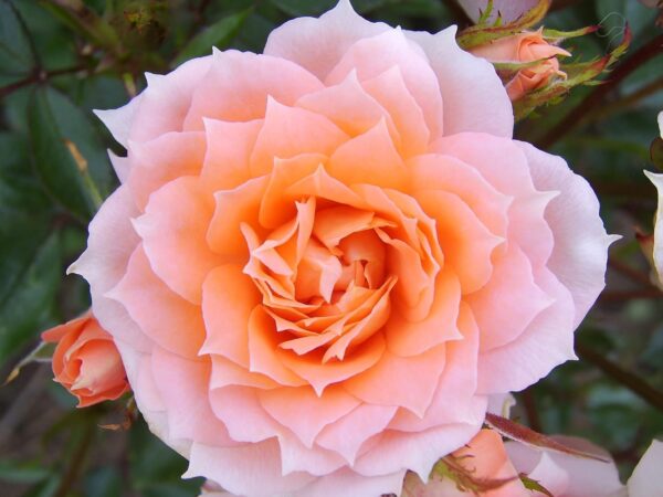 Flower Power Standard Rose Tree Budded at 80cm