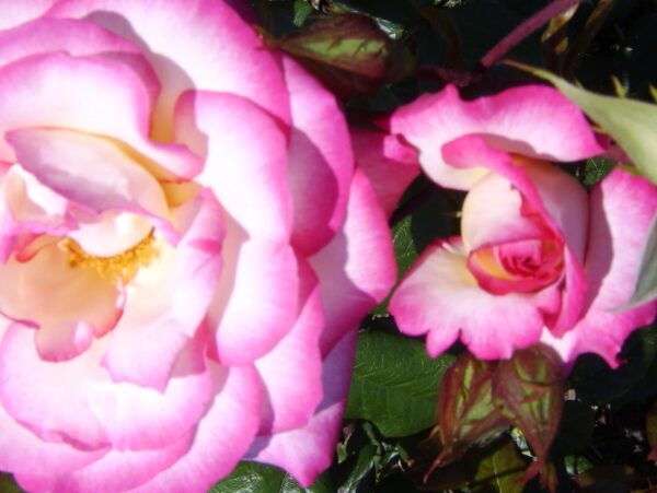 Handel - Image 2