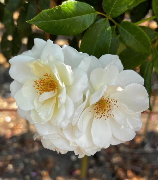 Iceberg Standard Rose Tree Budded at 80cm - Image 3
