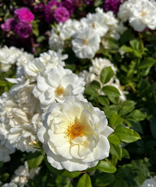 Iceberg Standard Rose Tree Budded at 80cm - Image 4