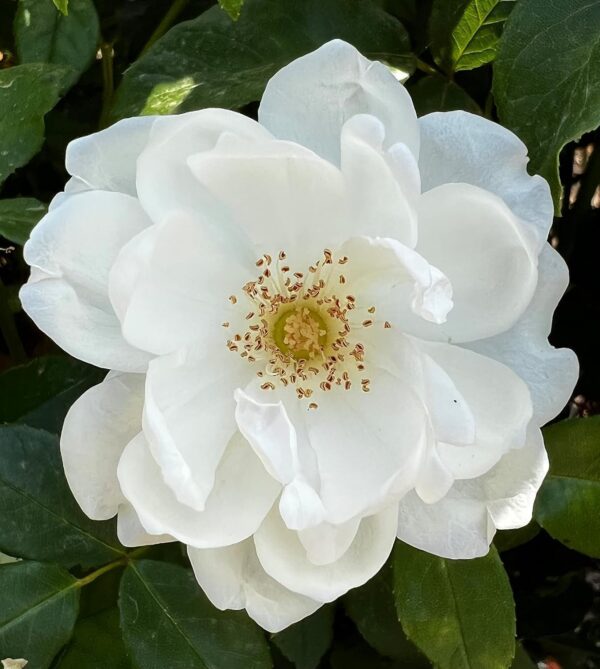 Iceberg Standard Rose Tree Budded at 80cm