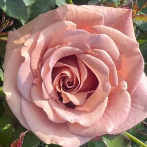 Mocha Rosa