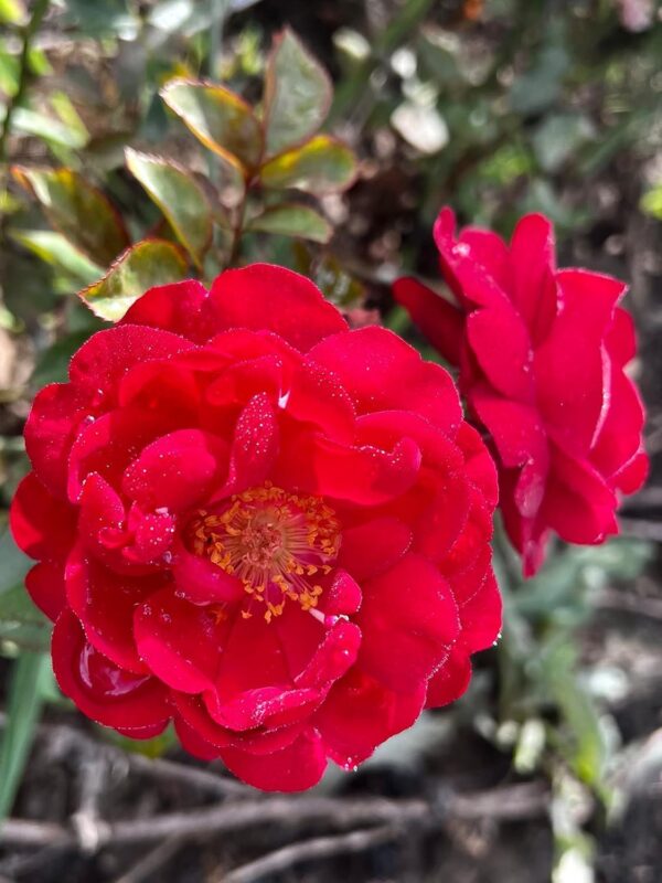 One in a Million Standard Rose Tree Budded at 100cm - Image 2