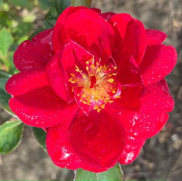 One in a Million Standard Rose Tree Budded at 100cm