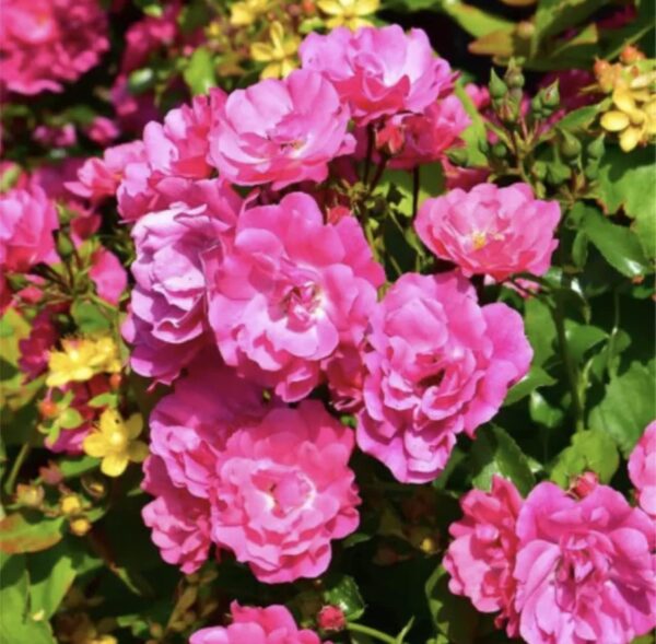Pink Flower Carpet Standard Rose Tree Budded at 100cm