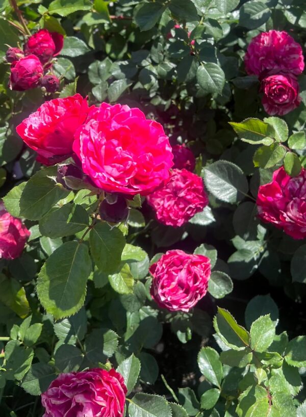 Raspberry Ripple - Image 2