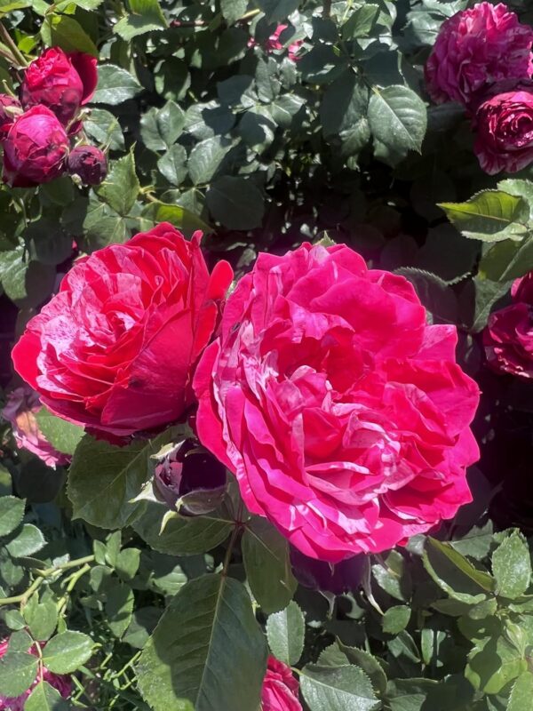 Raspberry Ripple