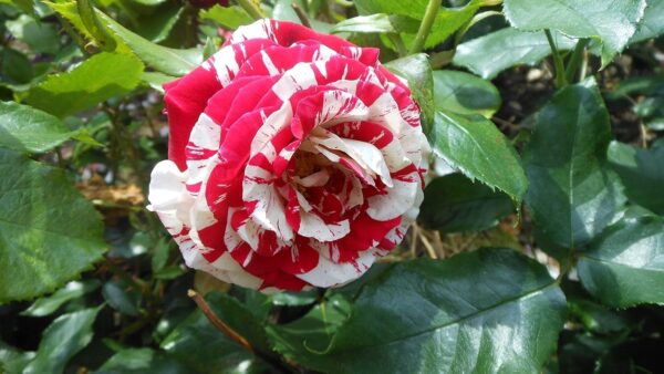 Rock & Roll Standard Rose Tree Budded at 80cm - Image 2