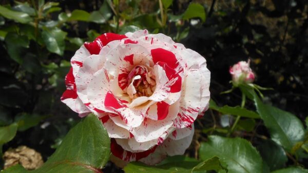 Rock & Roll Standard Rose Tree Budded at 80cm - Image 3