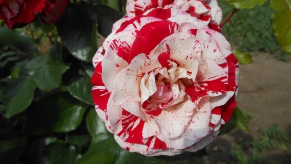 Rock & Roll Standard Rose Tree Budded at 80cm - Image 4