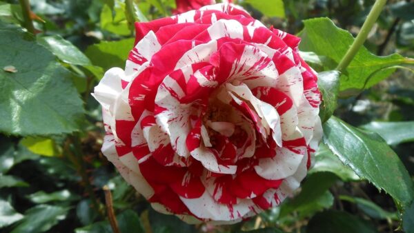 Rock & Roll Standard Rose Tree Budded at 80cm