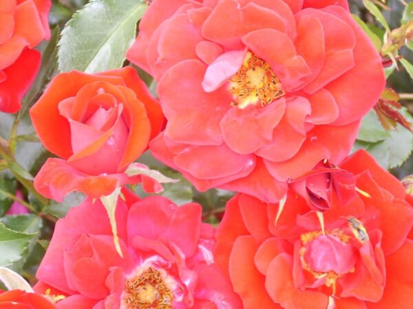 Ruby Anniversary Standard Rose Budded at 80cm