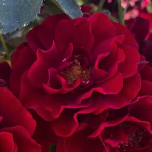 Ruby Celebration Standard Rose Budded at 80cm