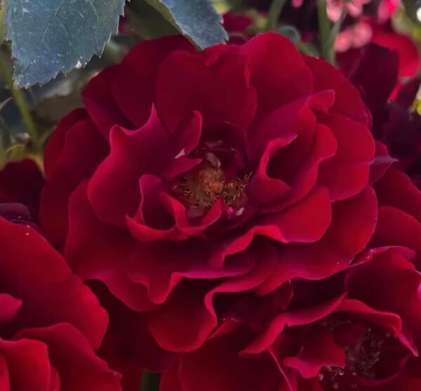 Ruby Celebration Standard Rose Budded at 80cm
