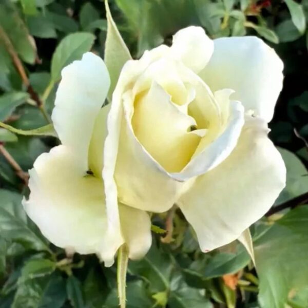 Silver Anniversary - Standard Rose Budded at 80cm - Image 2