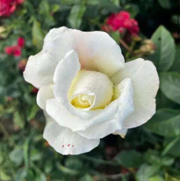 Silver Anniversary - Standard Rose Budded at 80cm - Image 3