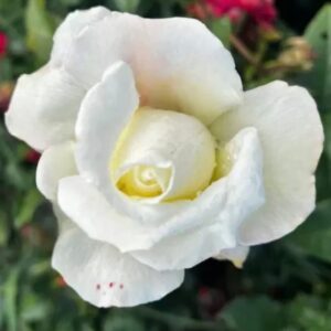 Silver Anniversary - Standard Rose Budded at 100cm