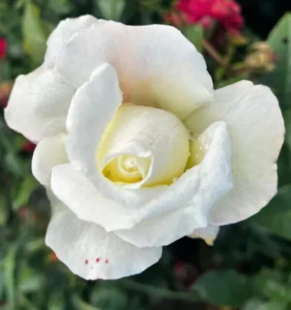 Silver Anniversary - Standard Rose Budded at 80cm