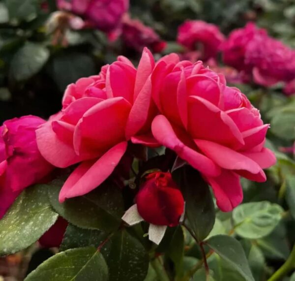 Special Anniversary - Standard Rose Budded at 80cm - Image 2