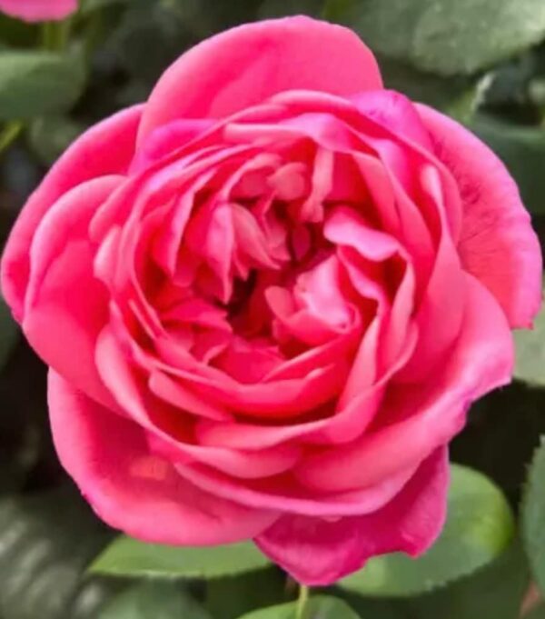 Special Anniversary - Standard Rose Budded at 80cm