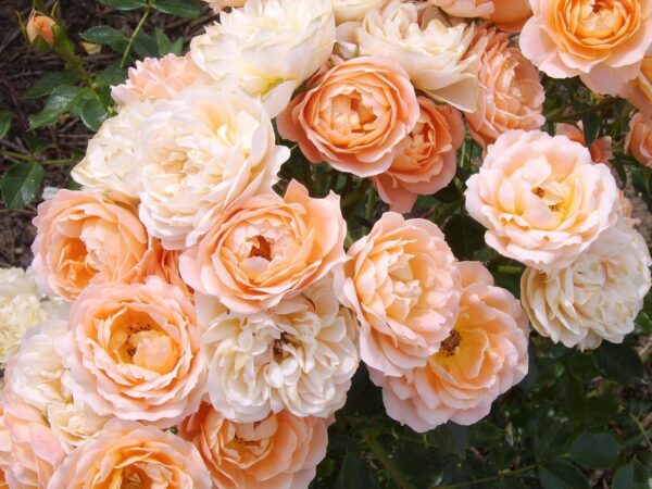 Sweet Dreams - Standard Rose Budded at 80cm - Image 2