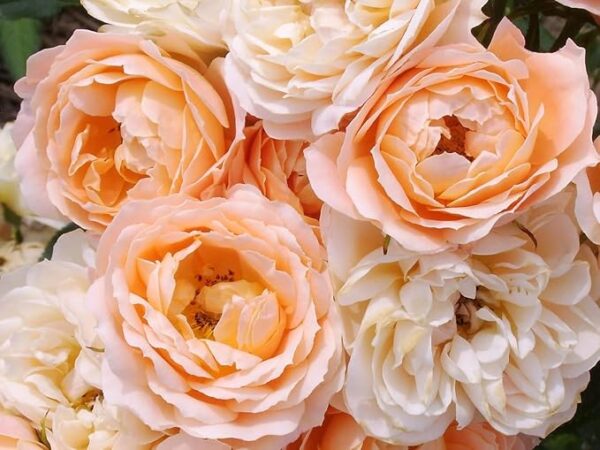 Sweet Dreams - Standard Rose Budded at 80cm - Image 4