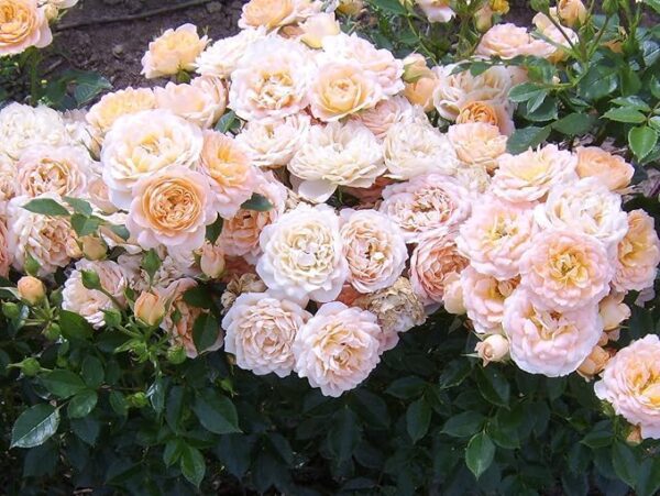 Sweet Dreams - Standard Rose Budded at 80cm - Image 3