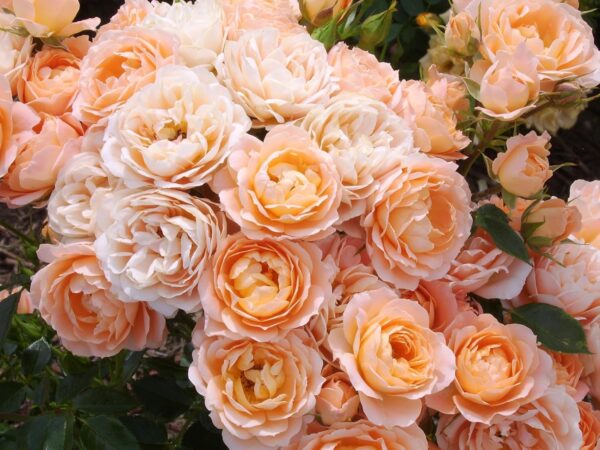Sweet Dreams - Standard Rose Budded at 80cm