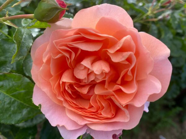 Sweet Jessica Standard Rose Tree - Budded at 80cm - Image 2