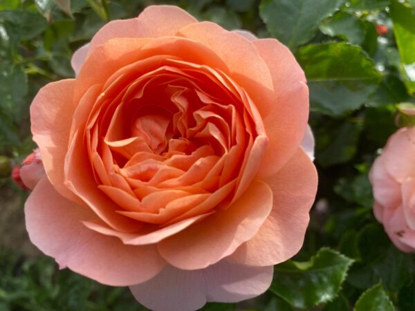 Sweet Jessica Standard Rose Tree - Budded at 80cm