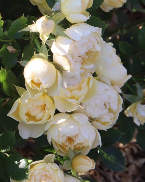 Sweet Memories - Standard Rose Tree Budded at 80cm - Image 3