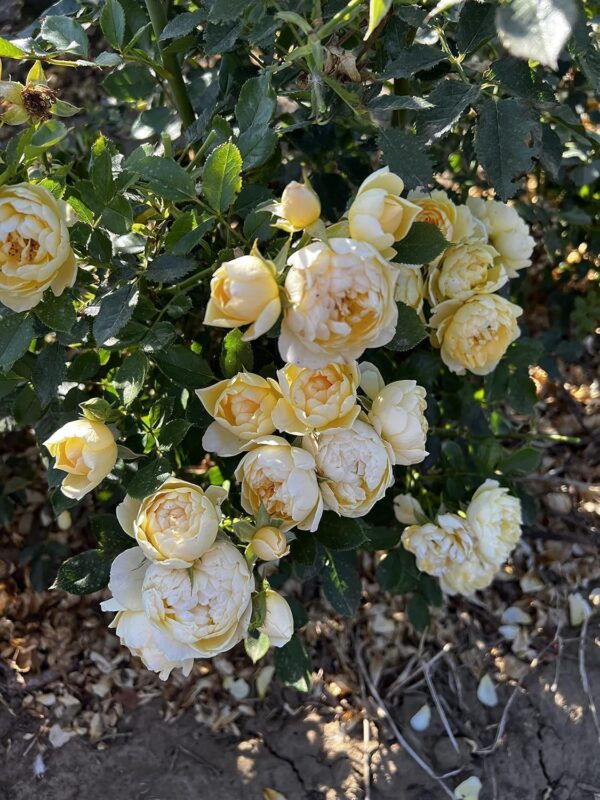Sweet Memories - Standard Rose Tree Budded at 80cm - Image 2