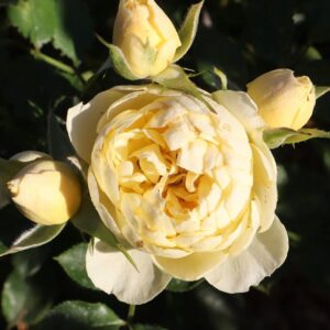 Sweet Memories - Standard Rose Tree Budded at 80cm
