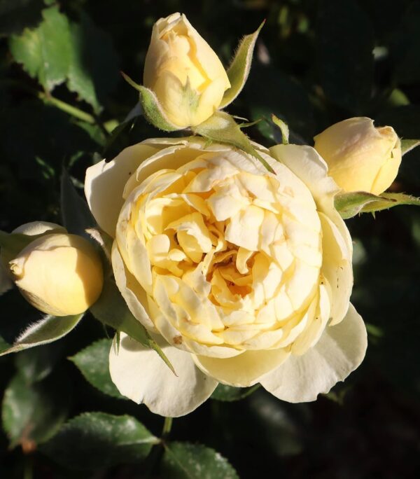 Sweet Memories - Standard Rose Tree Budded at 80cm